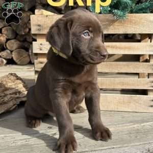 Skip, Chocolate Labrador Retriever Puppy